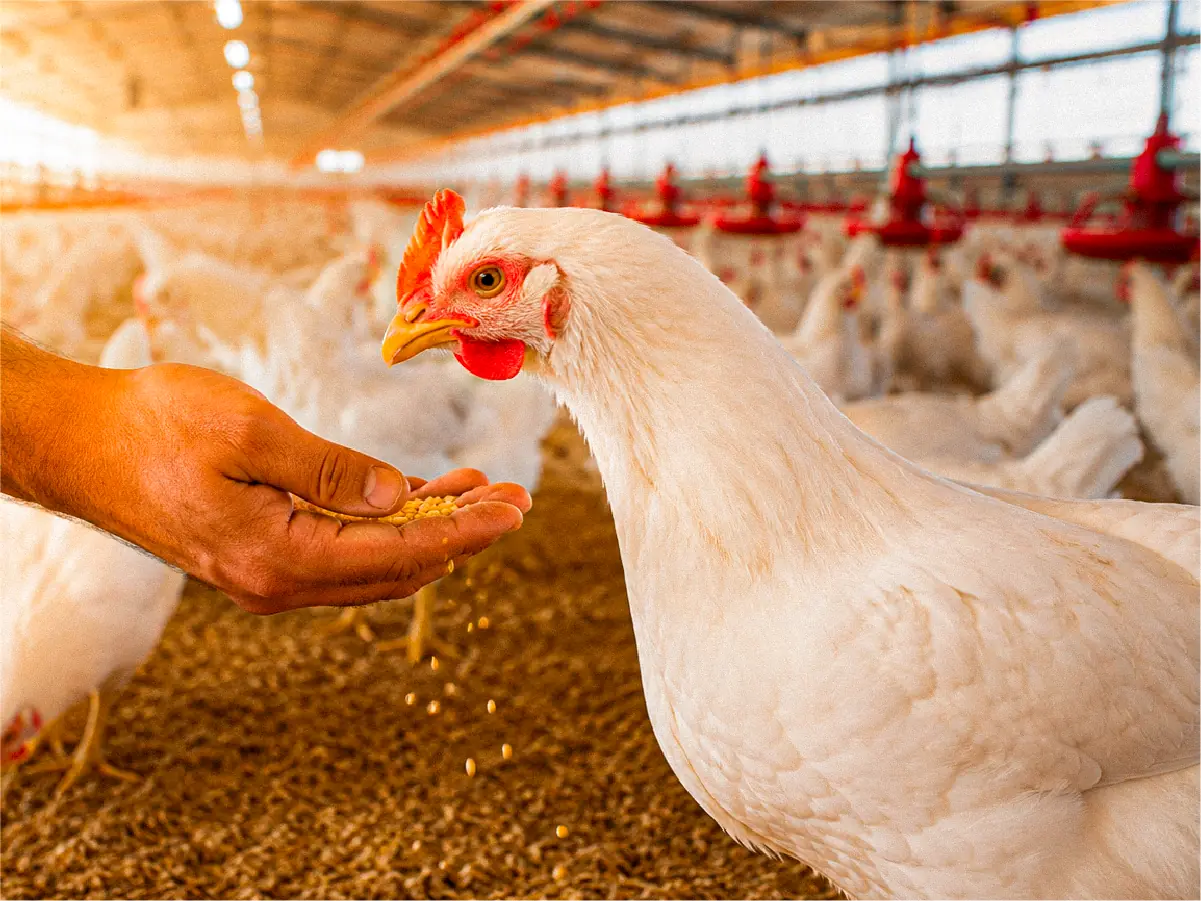 Gallinas en granja avícola