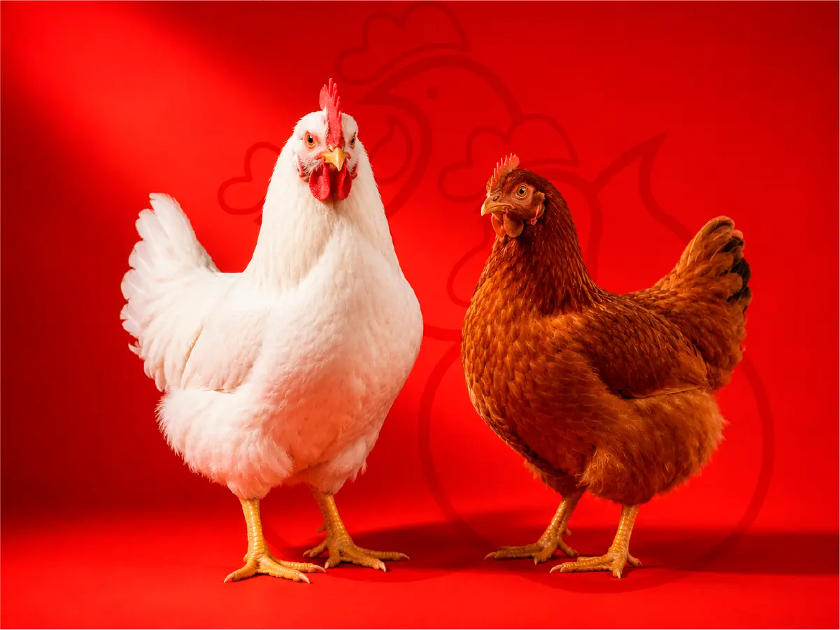 Pollo y gallina